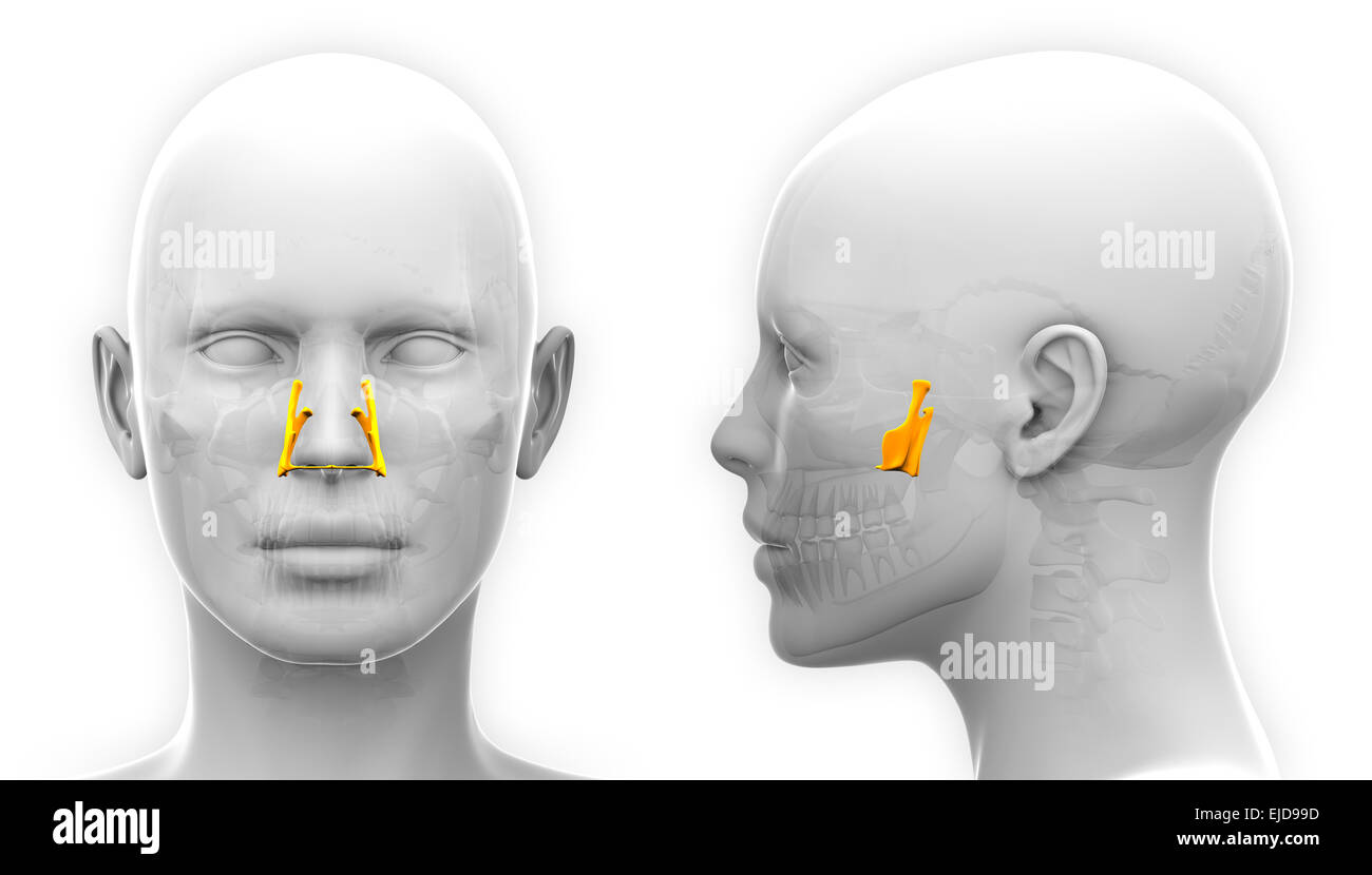 Weibliche Pfälzer Schädel Anatomie - isoliert auf weiss Stockfoto