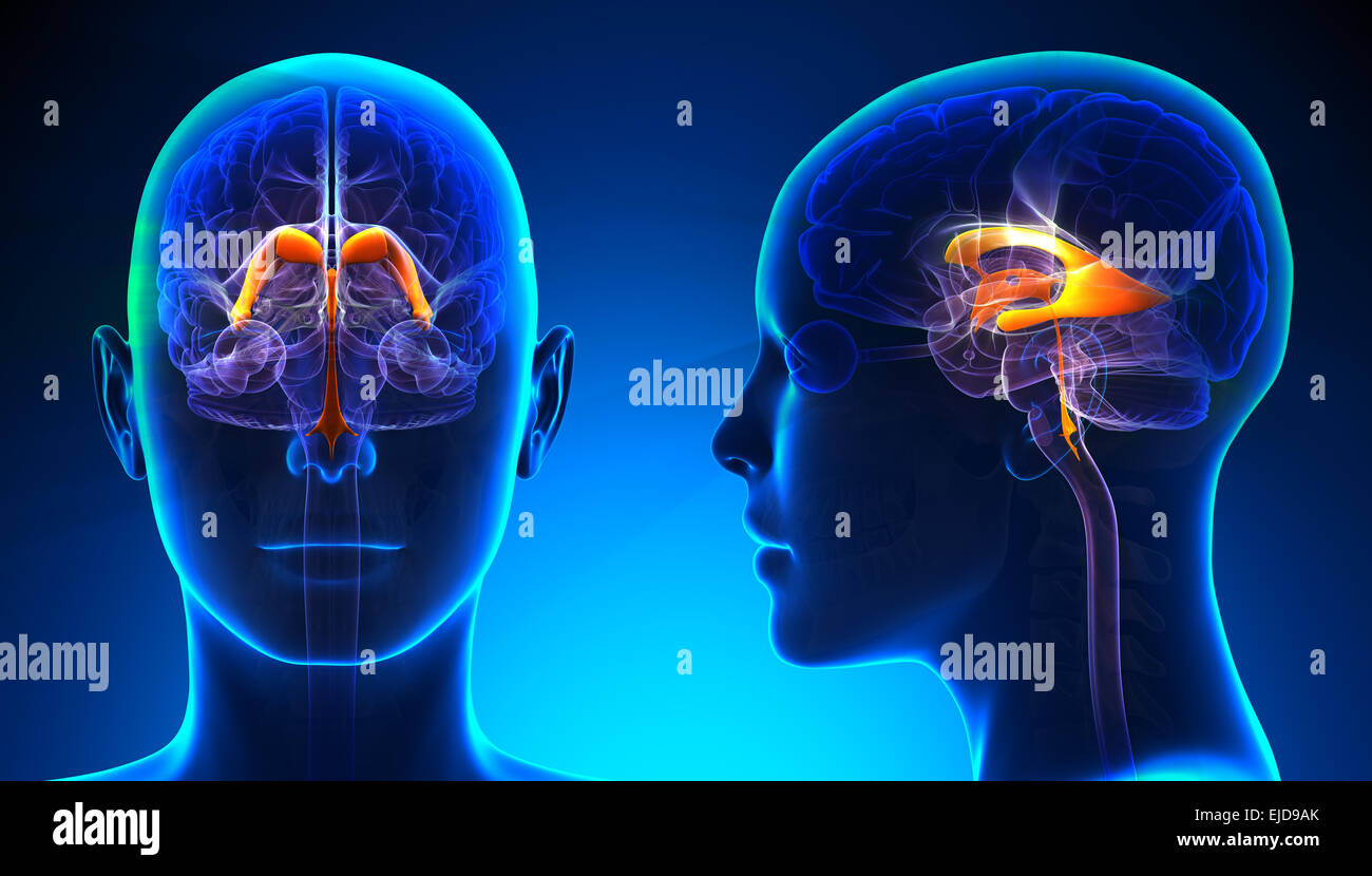 Weibliche Venctricles der Anatomie des Gehirns Stockfoto