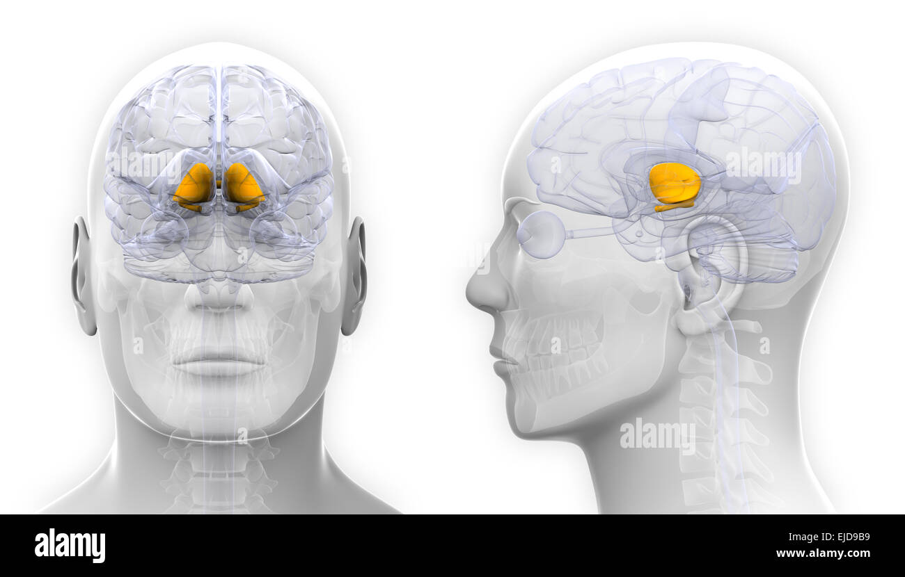 Männliche Basalganglien-Gehirn-Anatomie - isoliert auf weiss Stockfoto