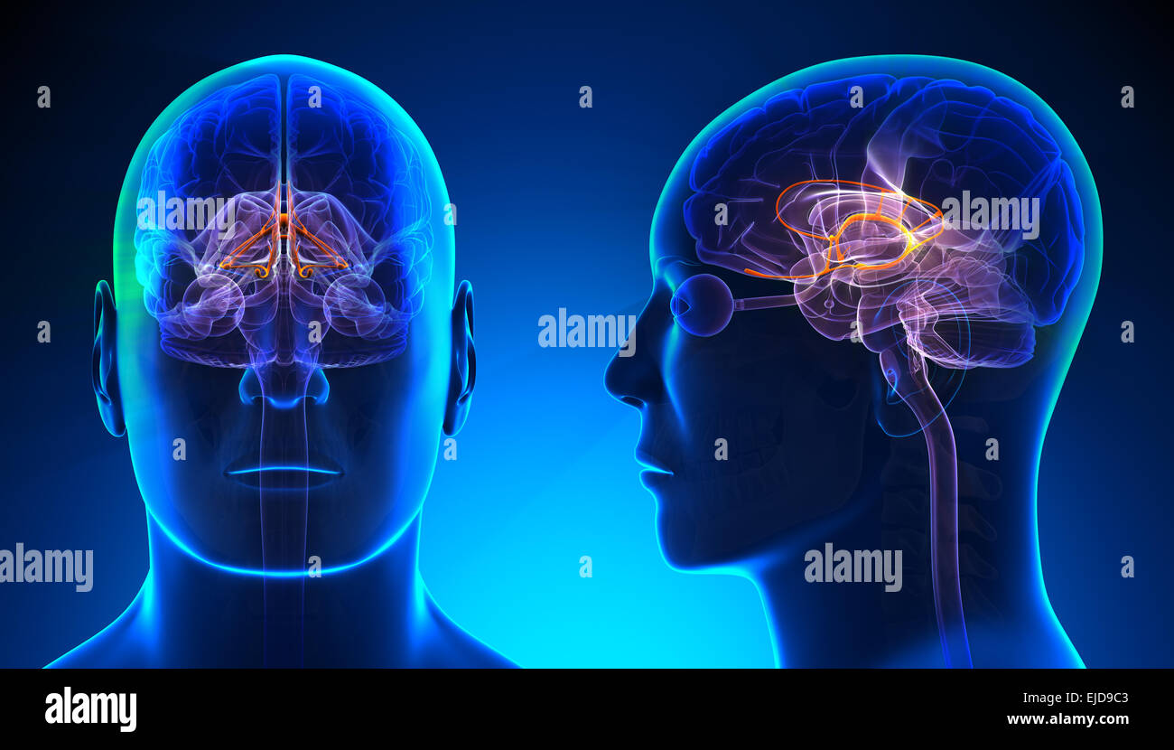 Männliche limbischen System Gehirn Anatomie - blue Konzept Stockfoto