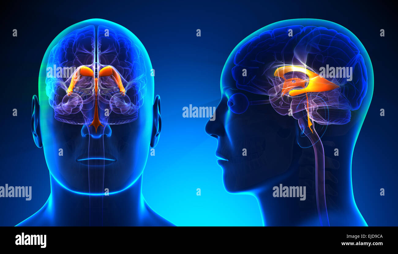 Männliche Thalamus Gehirn Anatomie - blue Konzept Stockfoto