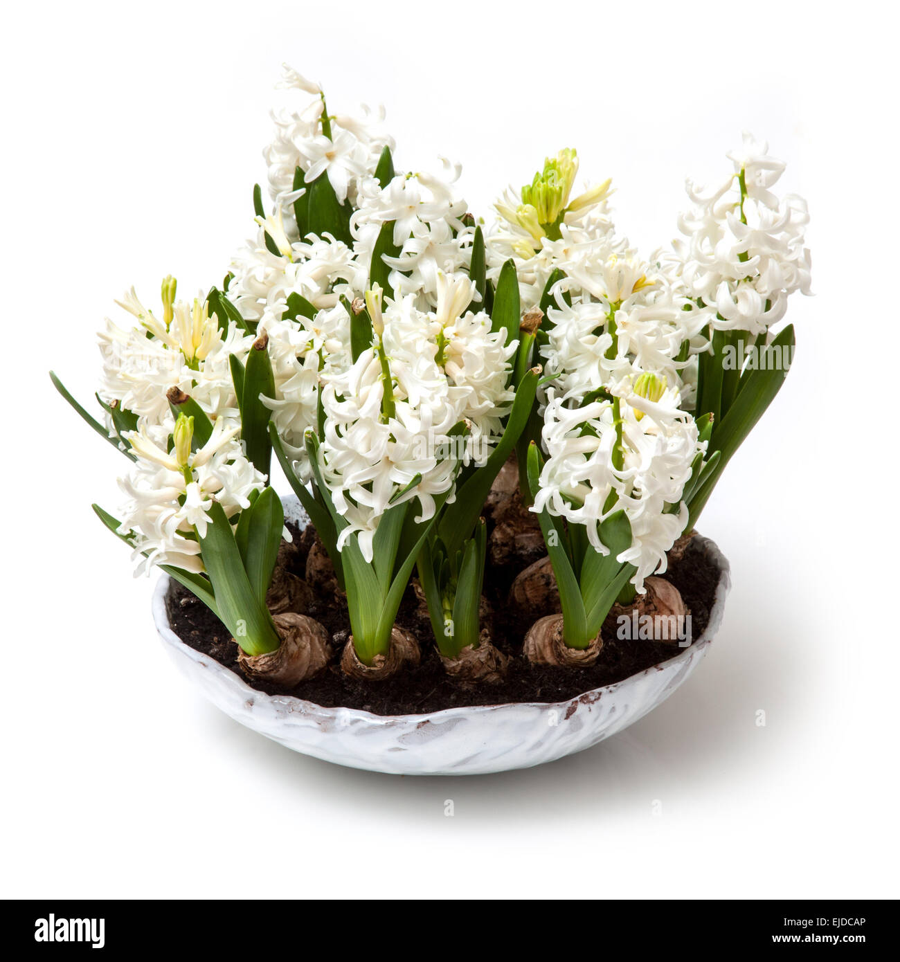 Schüssel mit Hyazinthenblumen isoliert auf einem weißen Studio-Hintergrund. Stockfoto