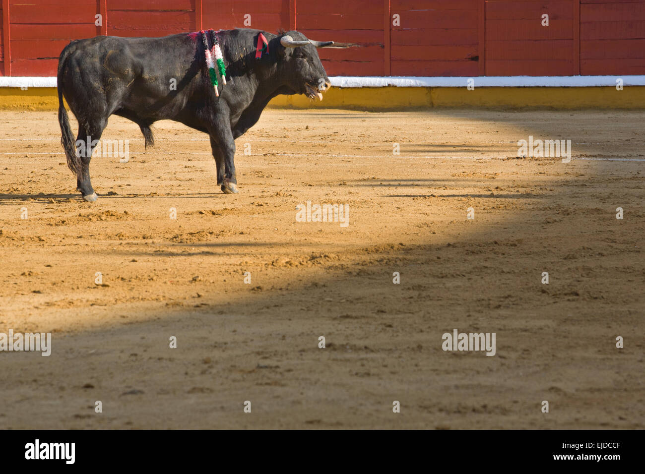 Ein Stier in einem typischen spanischen Stierkampf, Badajoz, Spanien Stockfoto