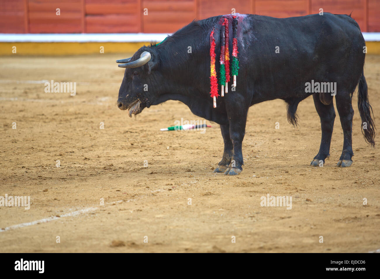 Ein Stier in einem typischen spanischen Stierkampf, Badajoz, Spanien Stockfoto