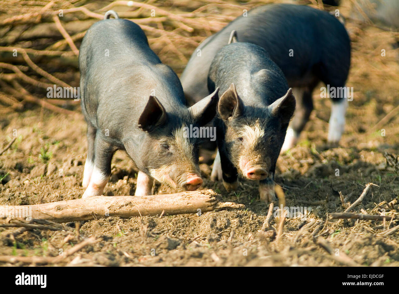 Schwarze inländischen Ferkel in Freilandhaltung Tierhaltung auf einem Bio Bauernhof England UK Europa Stockfoto