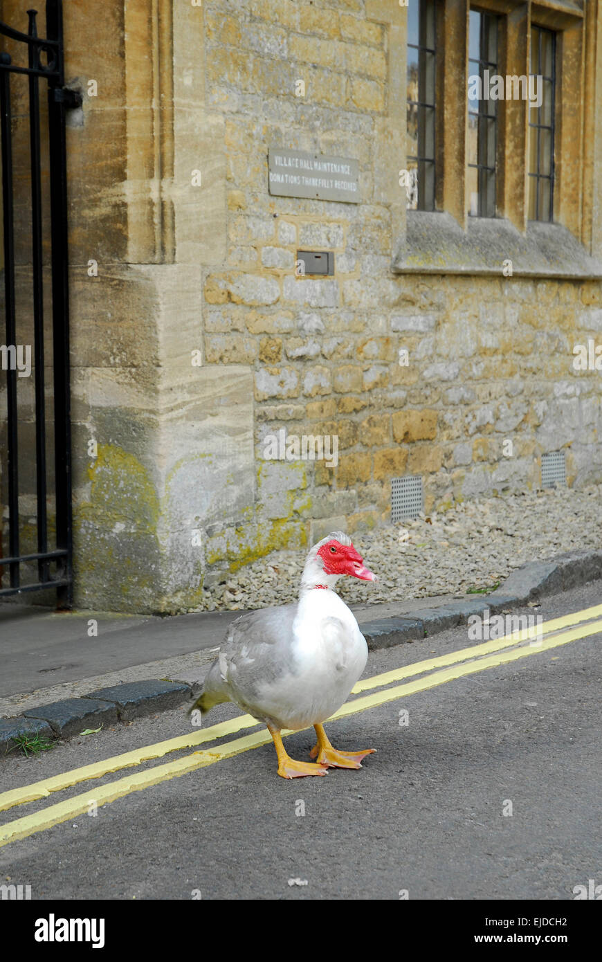 Barbarie-Ente (Cairina Moschata) vor einem Haus in Lower Slaughter, Cotswolds, Gloucestershire, England, UK, Europa Stockfoto