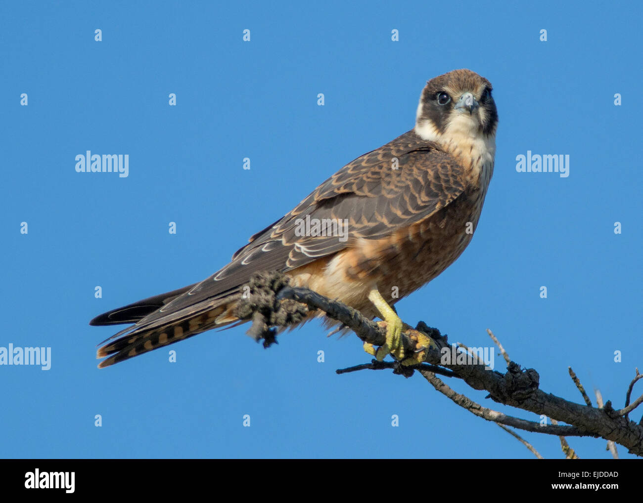 Australische Hobby Stockfoto