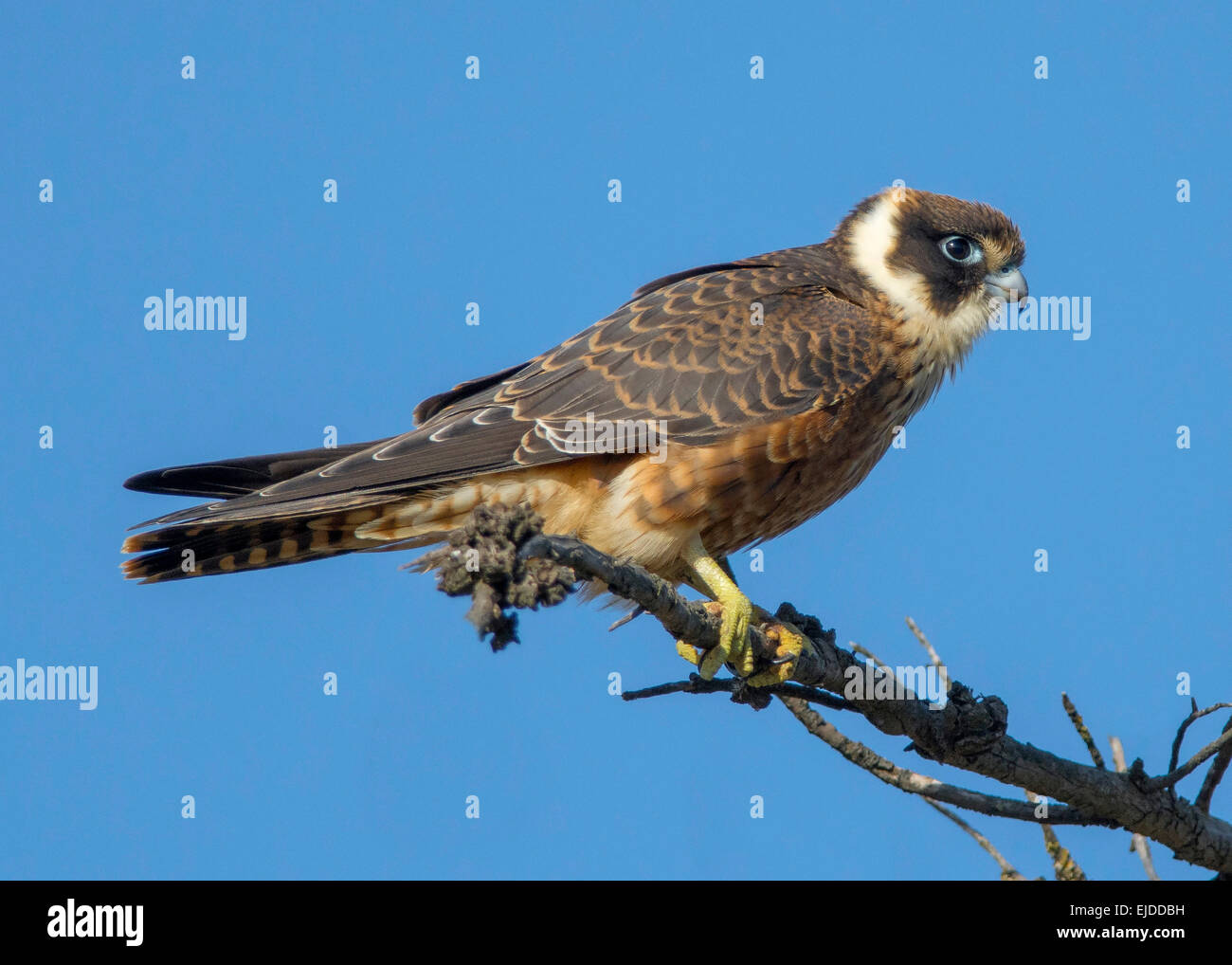 Australische Hobby Stockfoto