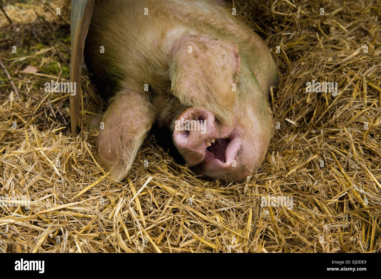Ein großes Schwein liegend unter einem Schwein Arche Tierheim in tief Stroh Einstreu. Stockfoto