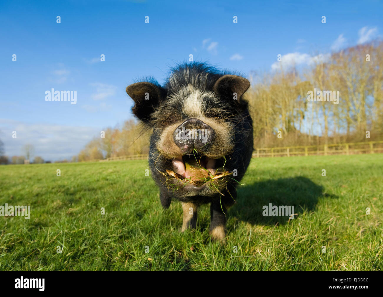Ein vietnamesischer Pot bellied Schwein auf freiem Feld, mit offenem Mund und Zunge heraus. Stockfoto