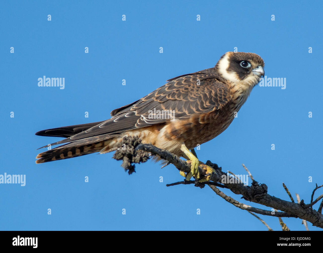 Australische Hobby Stockfoto