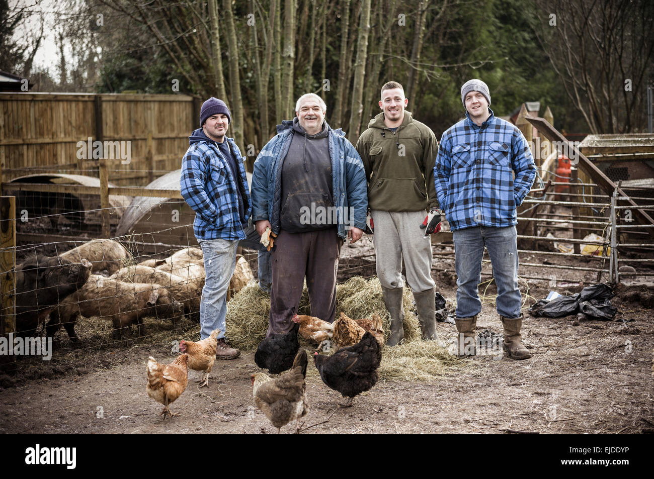 Vier arbeiten Männer, Brüder und ein anderer Mann in einer Reihe, in einem Hof neben einem Stift voll von jungen Schweinen. Stockfoto