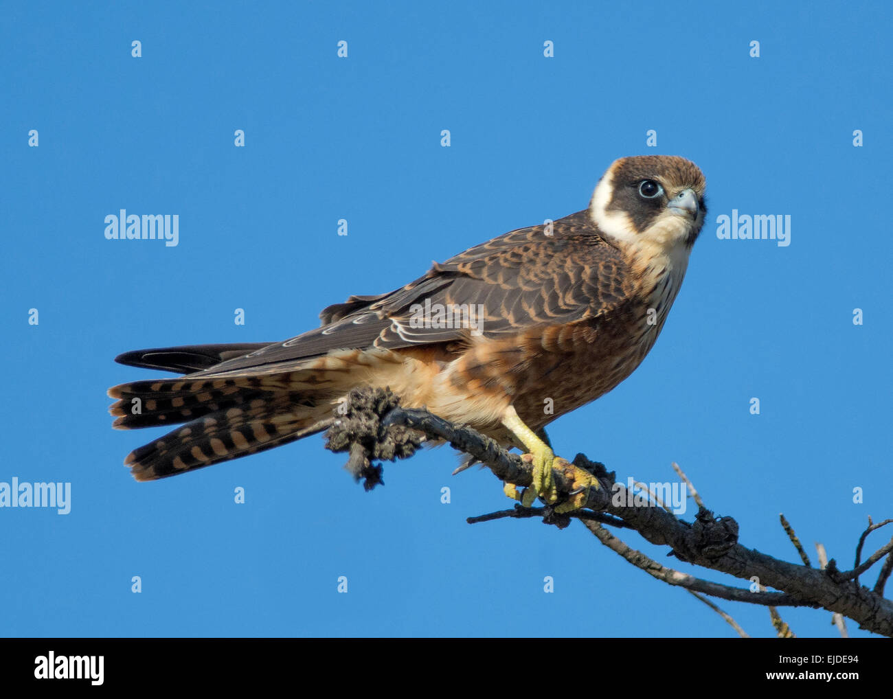 Australische Hobby Stockfoto