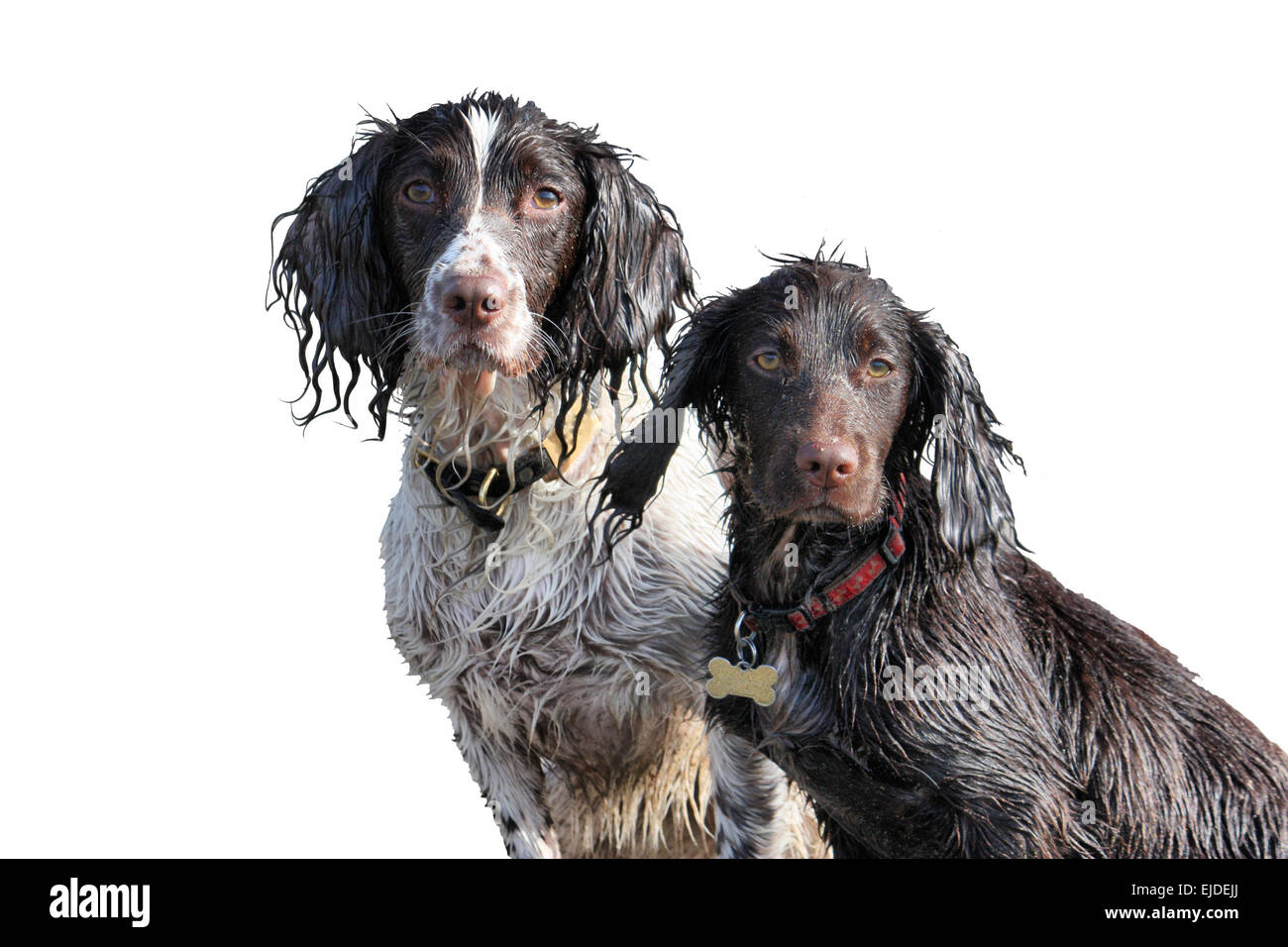 eine funktionierende Art englischen Springer und Cocker Spaniels saßen zusammen auf einem Sandstrand Stockfoto