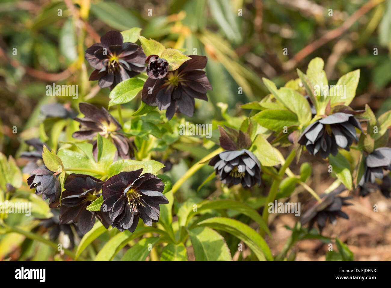 Helleborus Niger Christrose oder schwarze Nieswurz eine immergrüne mehrjährige blühende Pflanze voller Blüte Stockfoto