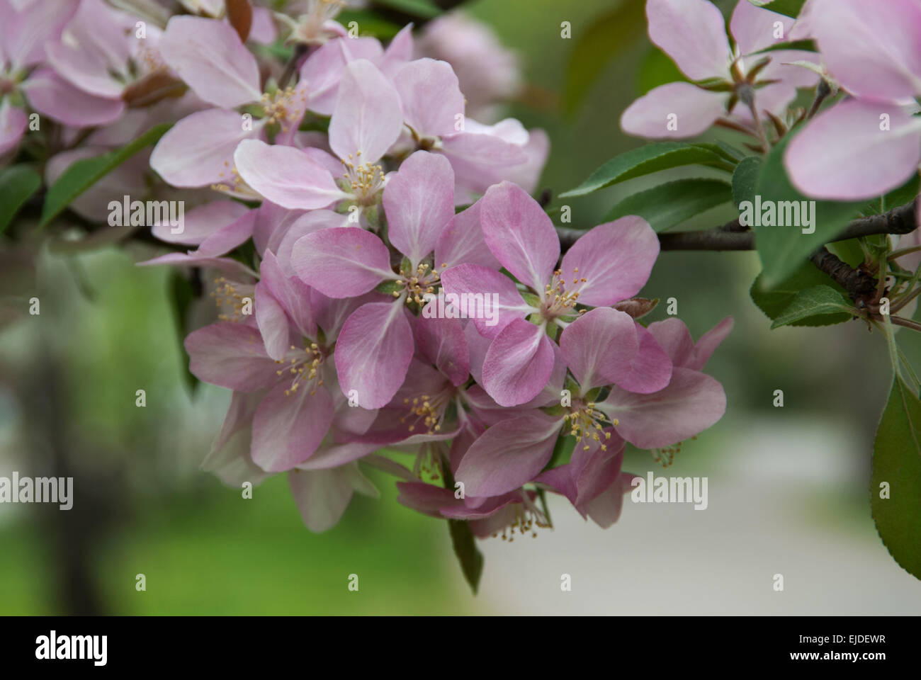 Malus HOPA,, Crabapple Vielfalt Stockfotografie Alamy