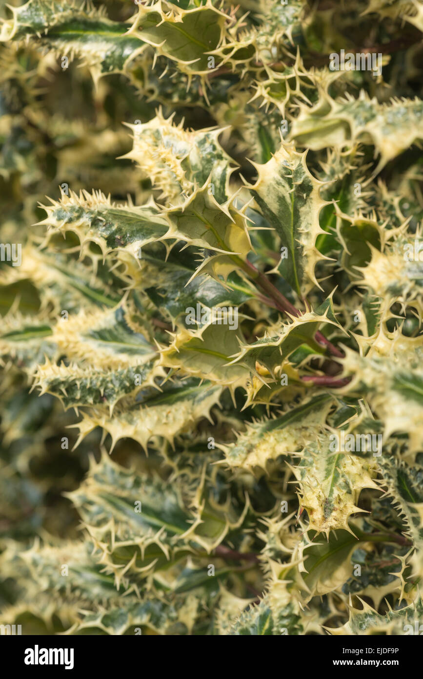 verlassen Sie über stachelige Silber bunte Holly genetische Mutation mit Stacheln am Rand und Oberfläche des Blattes einen Busch zur Abschreckung von Trompeter Stockfoto