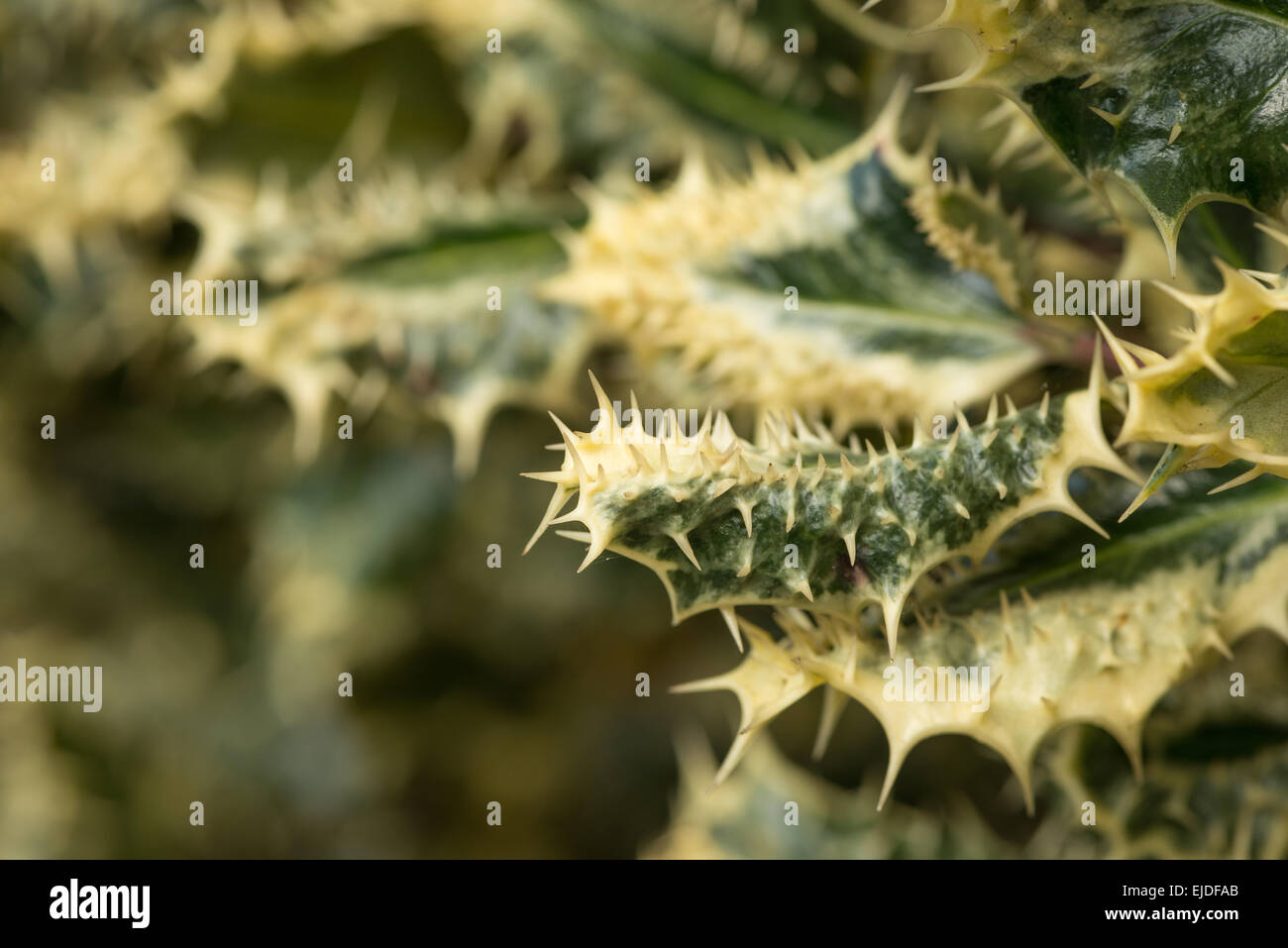 verlassen Sie über stachelige Silber bunte Holly genetische Mutation mit Stacheln am Rand und Oberfläche des Blattes einen Busch zur Abschreckung von Trompeter Stockfoto