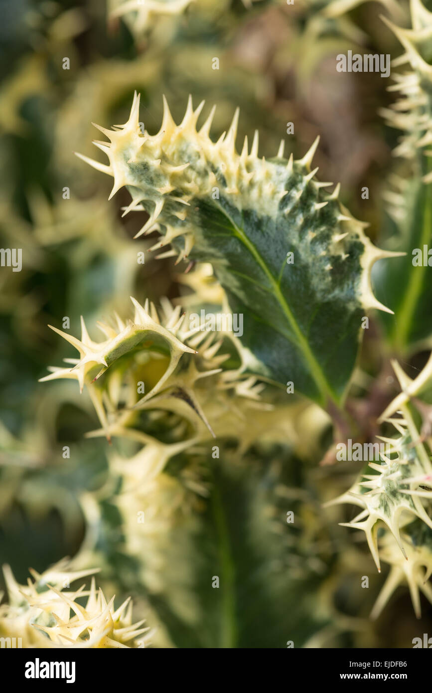 verlassen Sie über stachelige Silber bunte Holly genetische Mutation mit Stacheln am Rand und Oberfläche des Blattes einen Busch zur Abschreckung von Trompeter Stockfoto