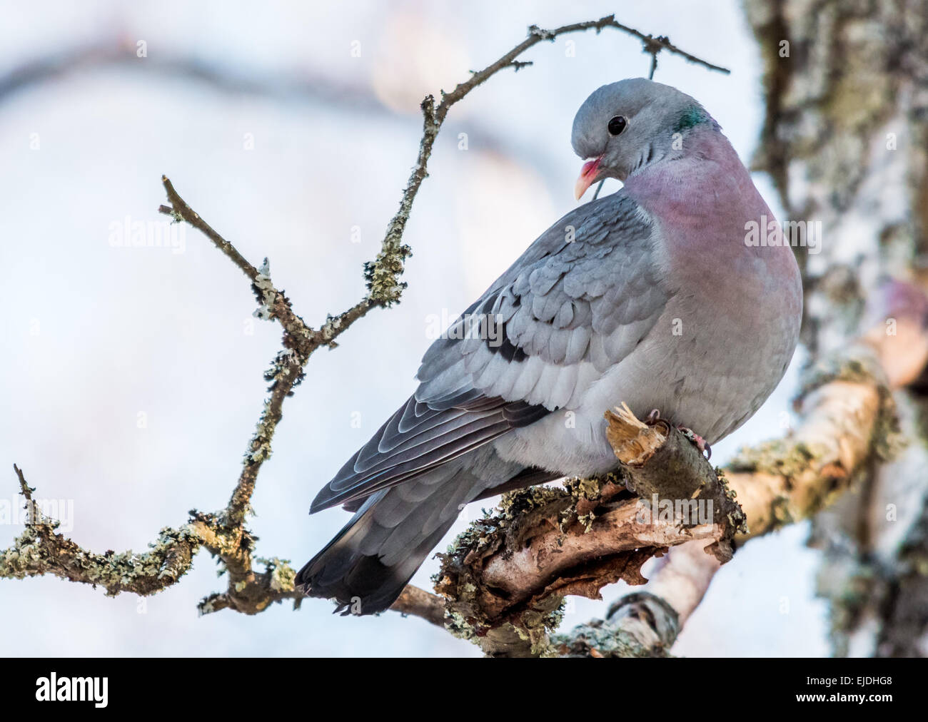 Hohltaube (Columba Oenas) Stockfoto