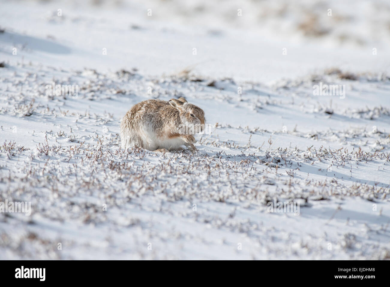 Schneehase (Lepus Timidus), manchmal bekannt als der blaue oder Variable Hase. Männliche Eis zu brechen, erreicht man das Heidekraut unter. Stockfoto