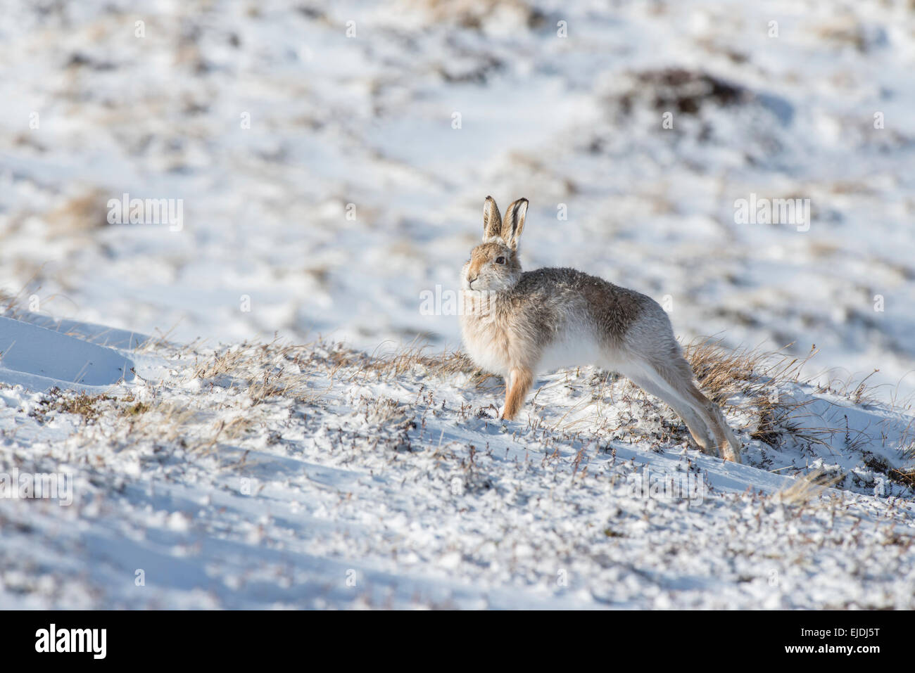 Schneehase (Lepus Timidus), manchmal bekannt als der blaue oder Variable Hase. Ein Mann vor dem laufen dehnen Stockfoto