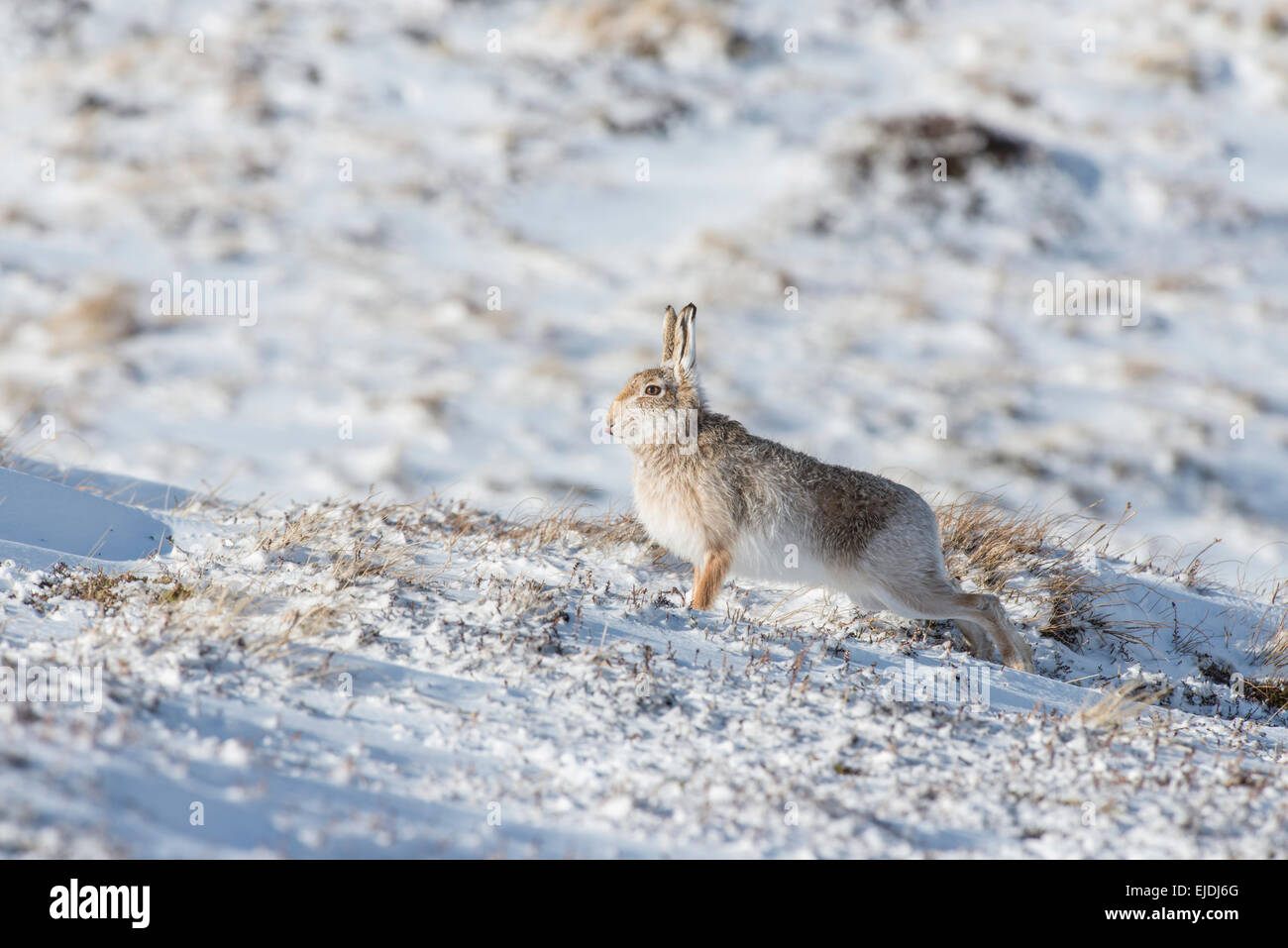 Schneehase (Lepus Timidus), manchmal bekannt als der blaue oder Variable Hase. Ein Mann vor dem laufen dehnen. Stockfoto