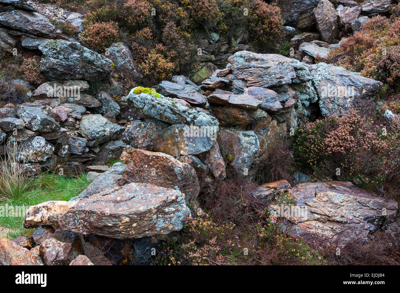 Grobe Steinmauern in bunten Flechten, Moosen und Heide bedeckt. Auf den Hügeln von Snowdonia. Stockfoto