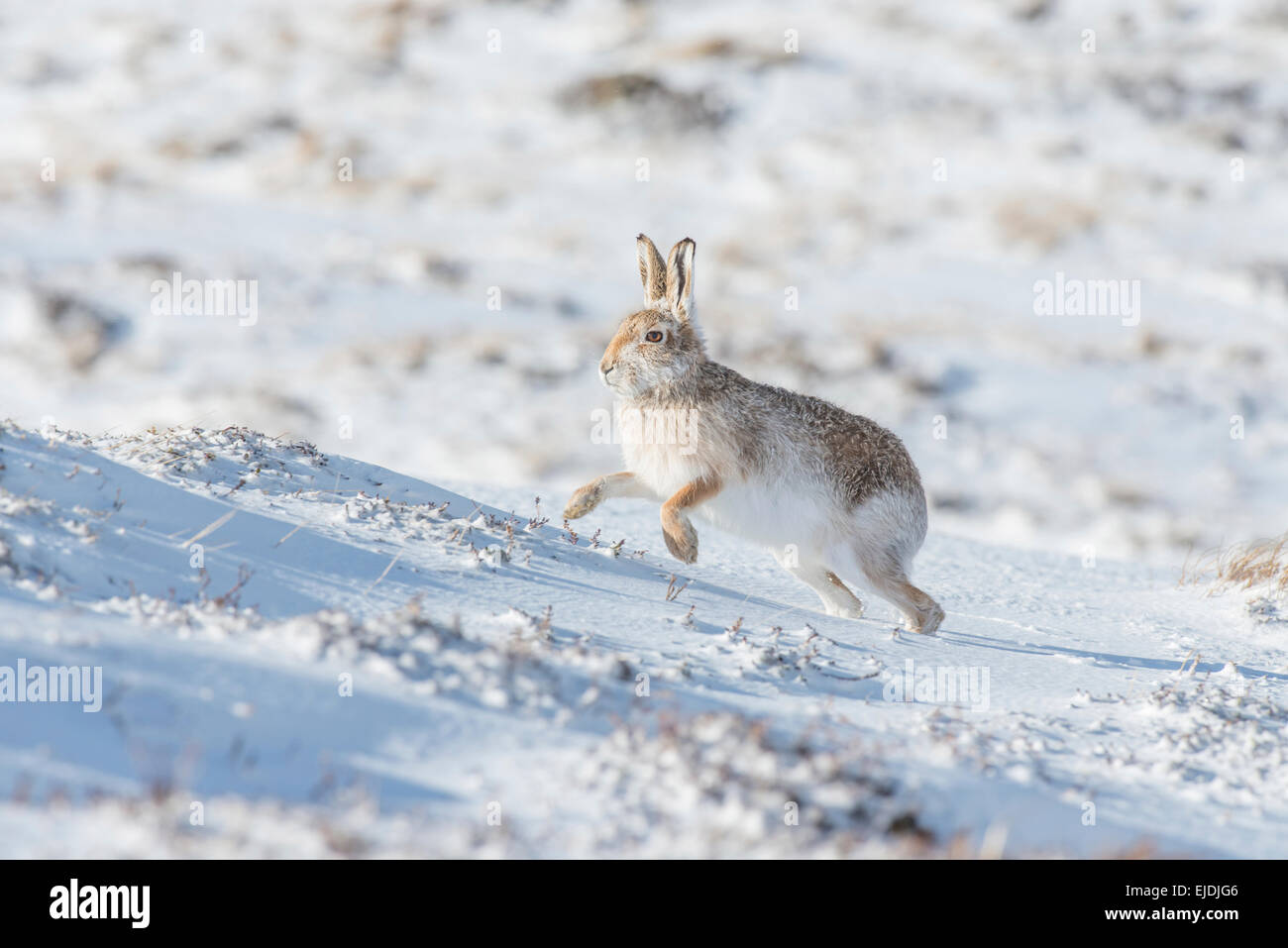 Schneehase (Lepus Timidus), manchmal bekannt als der blaue oder Variable Hase. Stockfoto