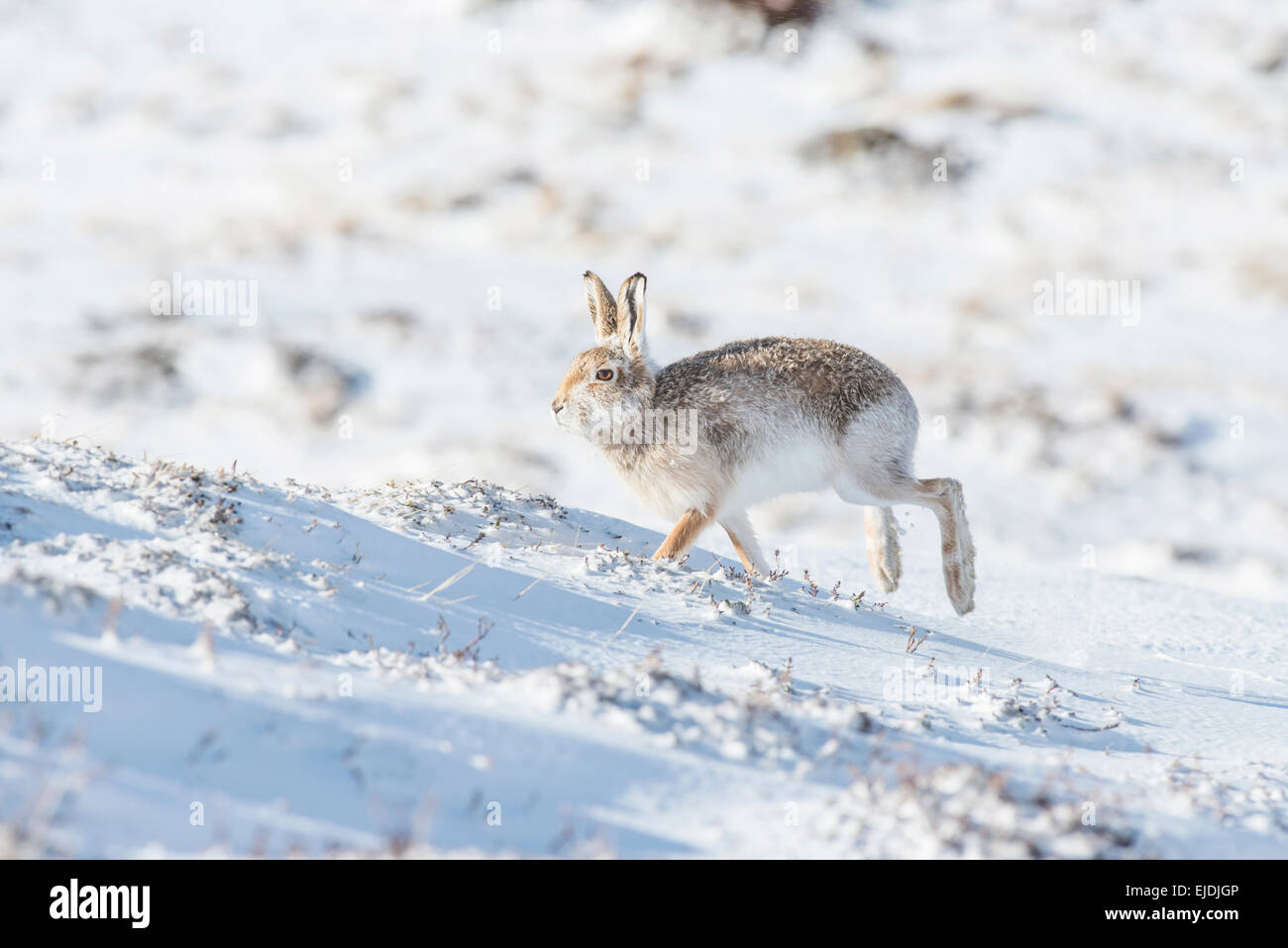 Schneehase (Lepus Timidus), manchmal bekannt als der blaue oder Variable Hase. Stockfoto