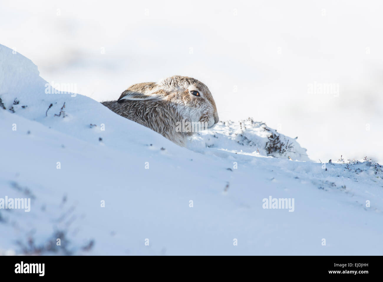 Schneehase (Lepus Timidus), manchmal bekannt als der blaue oder Variable Hase. Ein sehr braune Männchen in ein Kratzen im Schnee. Stockfoto
