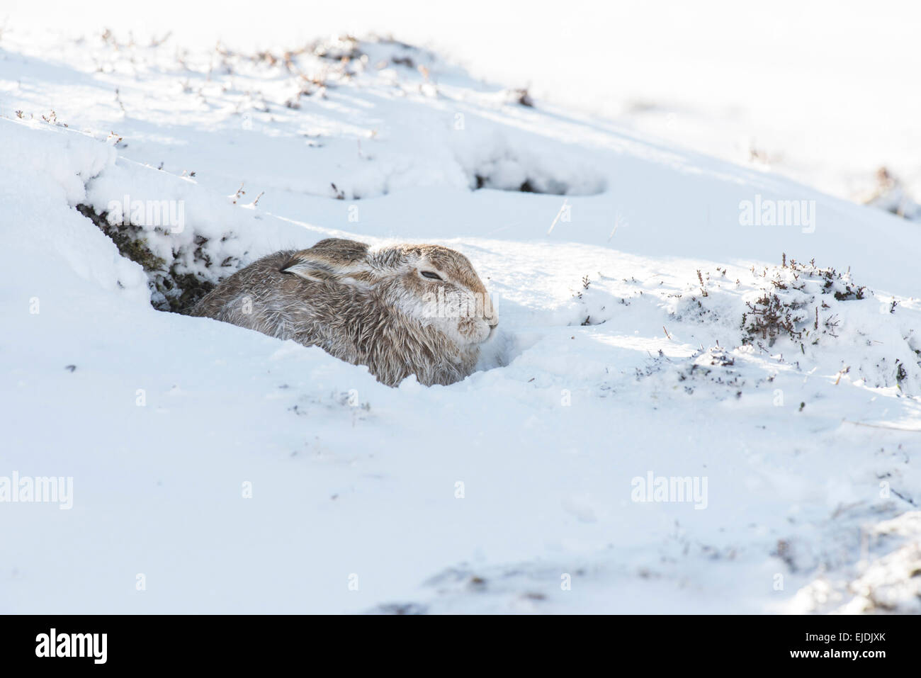 Schneehase (Lepus Timidus), manchmal bekannt als der blaue oder Variable Hase. Ein sehr braune Männchen in ein Kratzen im Schnee. Stockfoto
