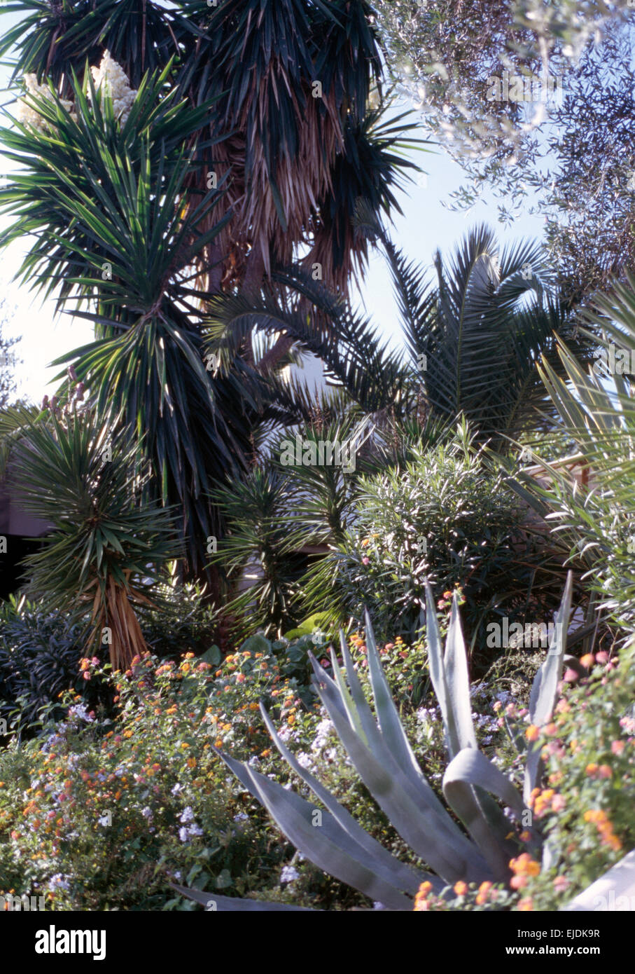 Agaven und Palmen wachsen im griechischen Küsten Garten exotische Hanglage Stockfoto