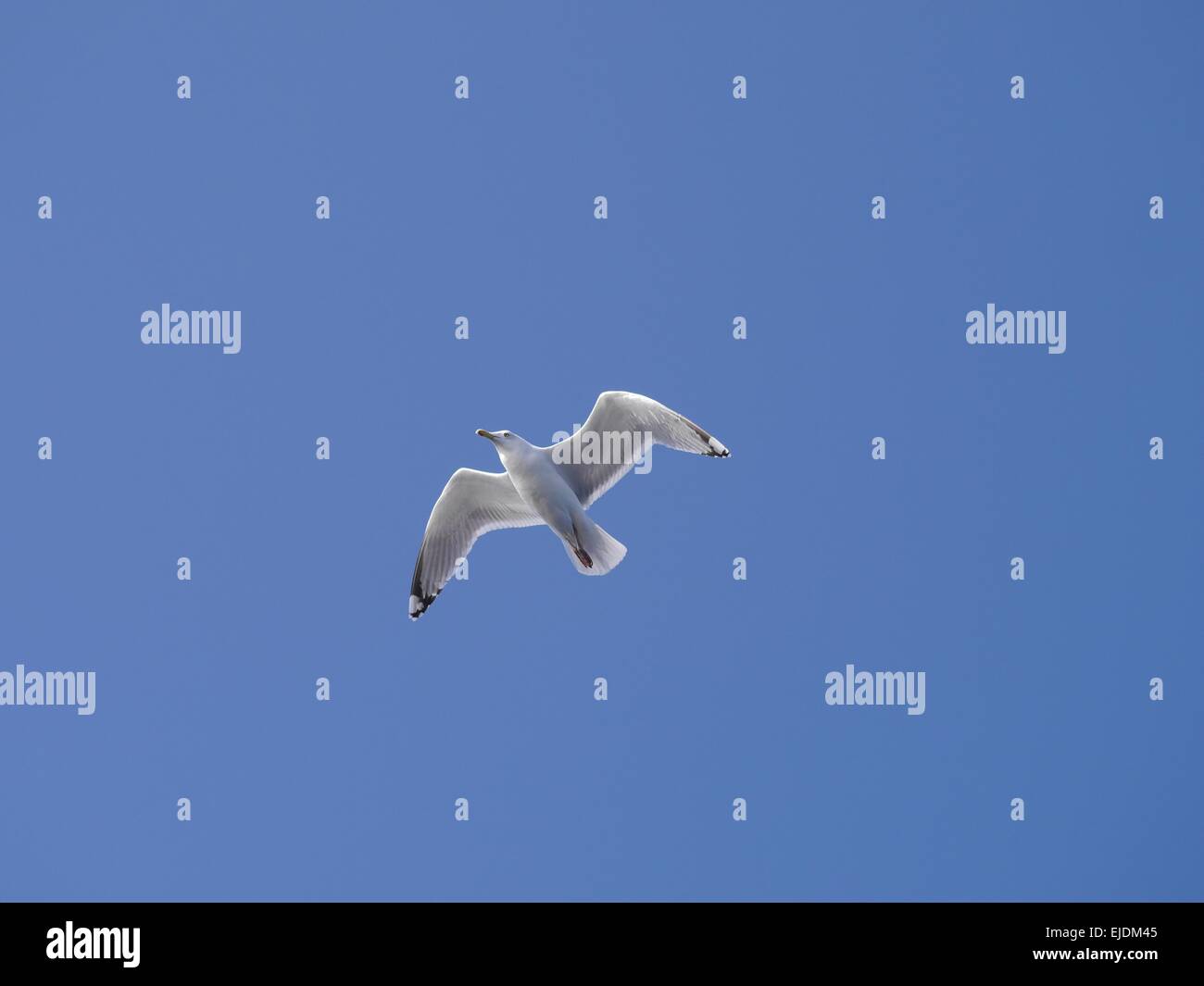 fliegende Möwe am Himmel Stockfoto