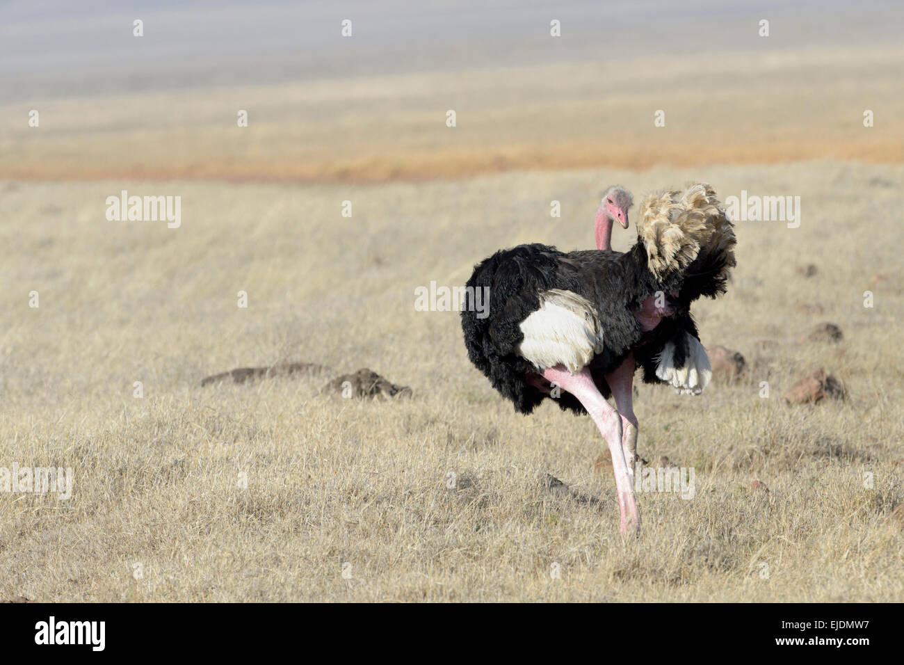 Männliche gemeinsame Strauß (Struthio Camelus) Reinigung seiner Schwanzfedern, Ngorongoro National Park, Tansania. Stockfoto