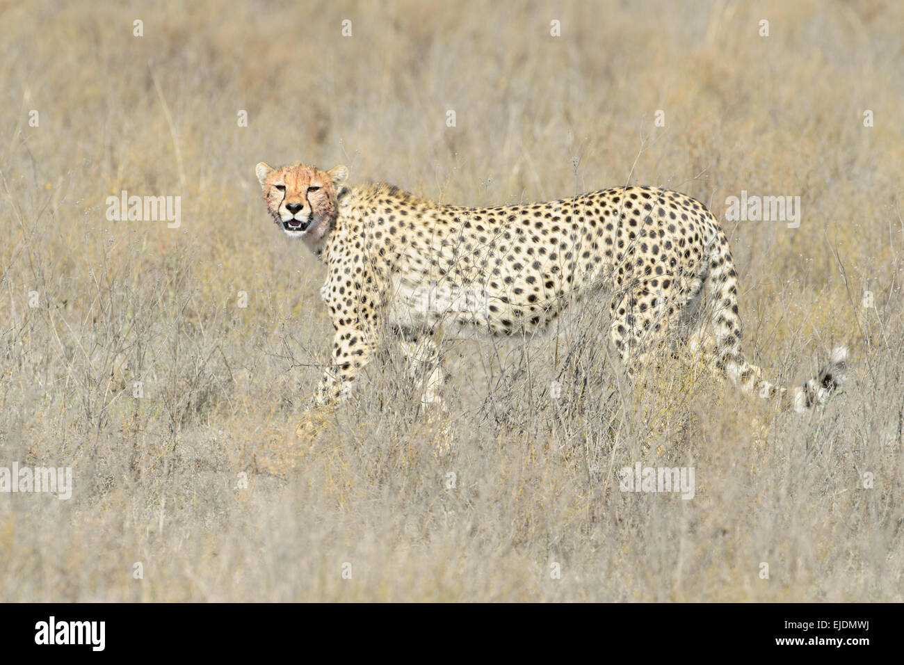 Gepard (Acinonyx Jubatus) zu Fuß auf Savanne, schaut in die Kamera, Serengeti Nationalpark, Tansania. Stockfoto