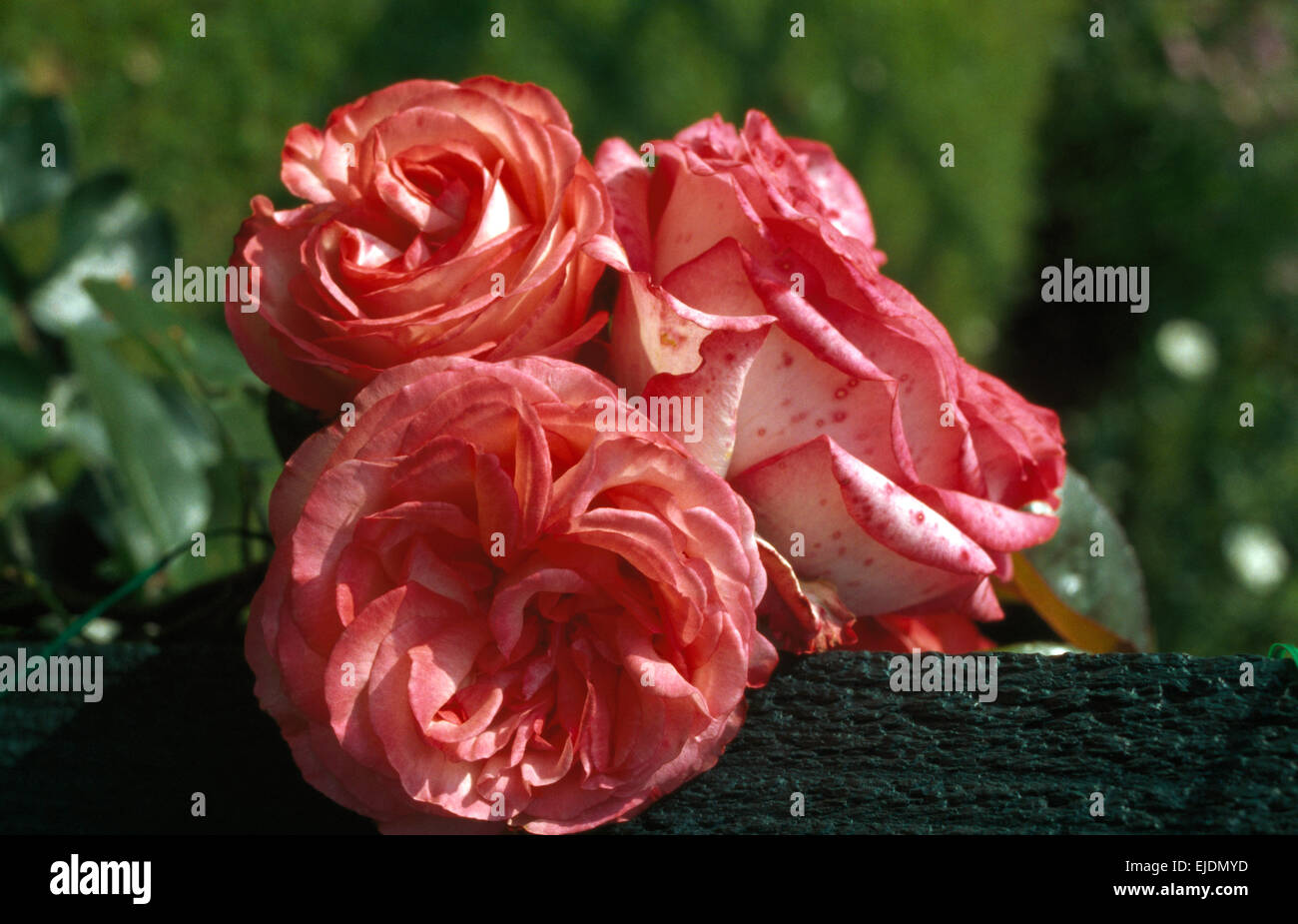 Nahaufnahme eines rosa Hybriden Teerose Stockfoto
