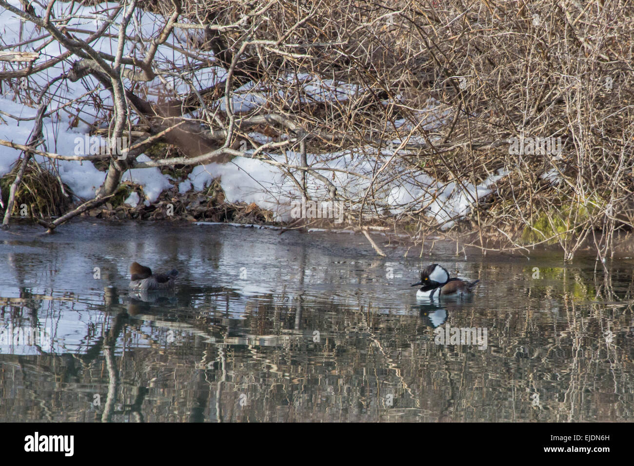 Ein paar vermummte Säger in ihrer Zucht Gefieder auf einen kleinen Teich schwimmen. Stockfoto