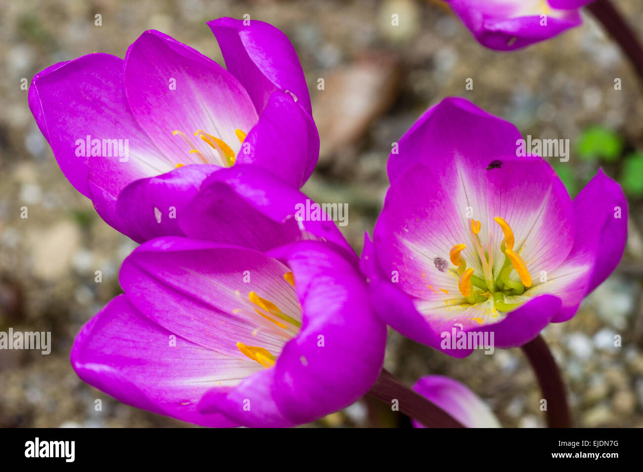 Herbstblumen die bauchige Herbstzeitlosen "E.A.Bowles" Stockfoto