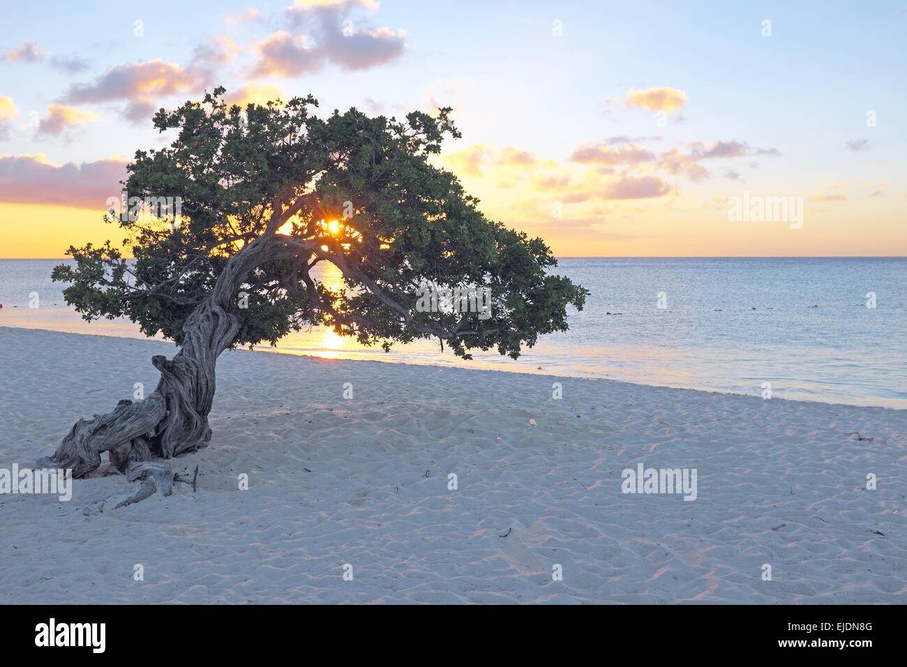 Divi Divi Baum auf Insel Aruba in der Karibik Stockfoto