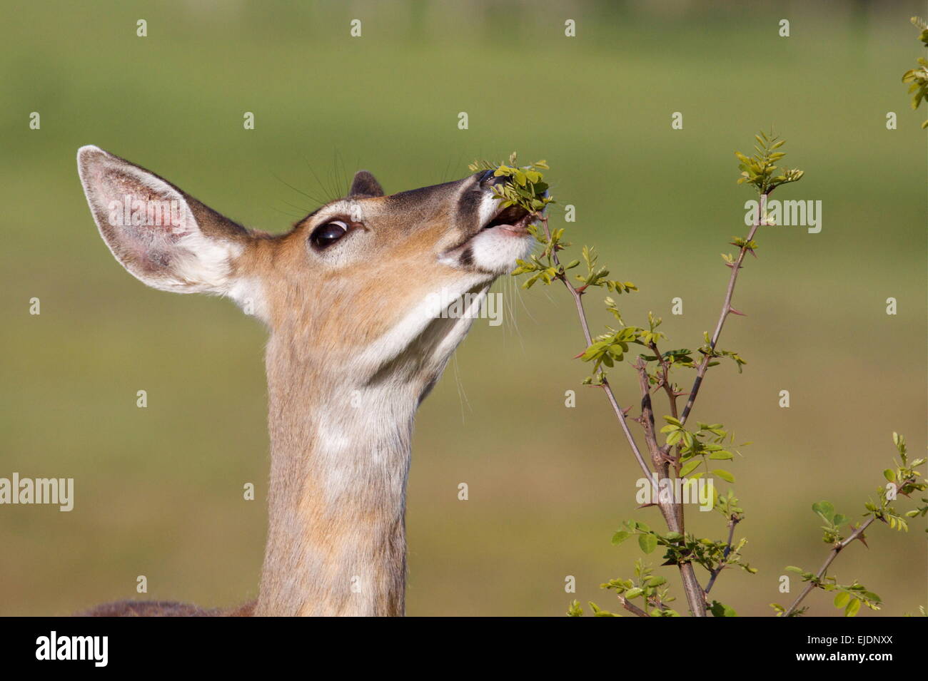 Ein Whitetail Deer surft auf Futter im Bereich großen Wiesen des Shenandoah-Nationalpark in den Appalachen von Virginia Stockfoto