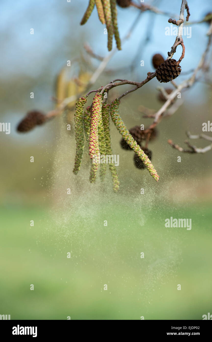 Gemeinsamen Hazel Kätzchen Freigabe pollen Stockfoto