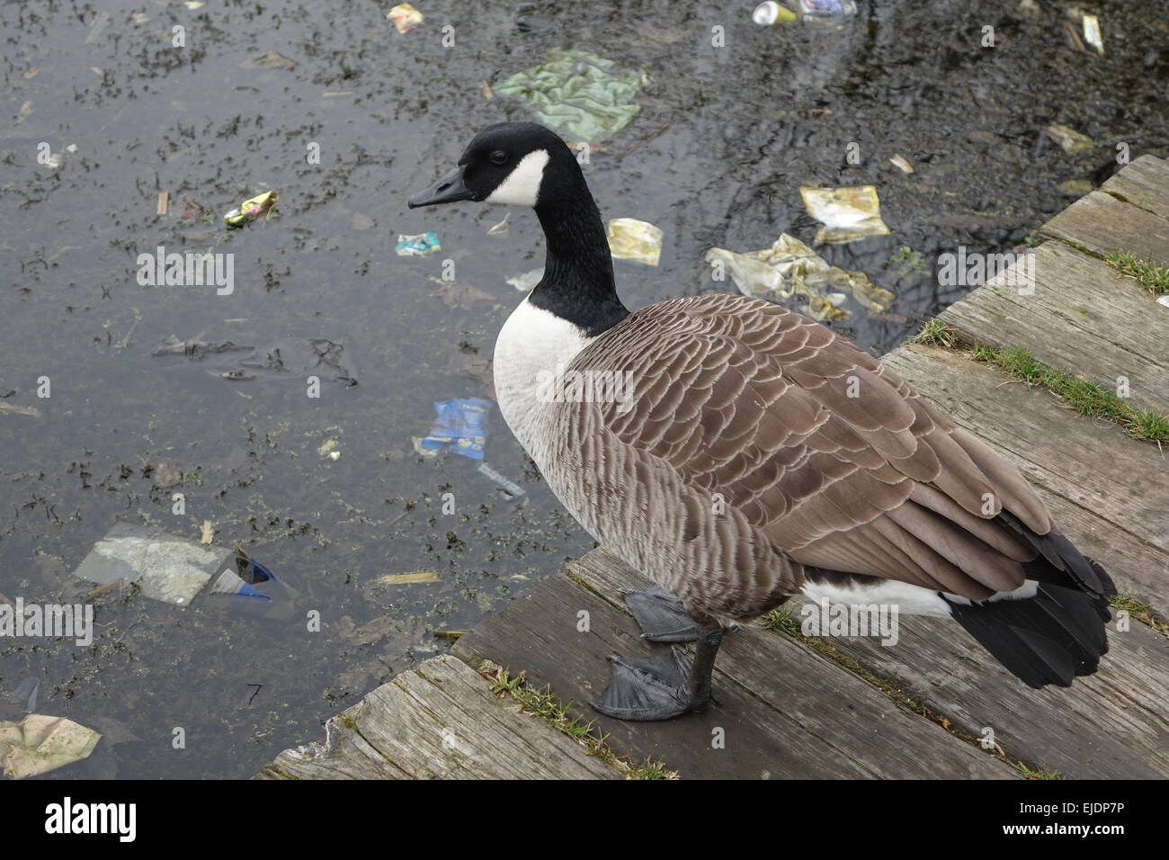 Kanada Gänse, Gans in einer verschmutzten Wasser Umwelt mit Einstreu, Papierkorb, Kunststoff, Glas, Flaschen, Dosen, Tüten und Fast food Kartons in der Nähe eines Teiches. Stockfoto