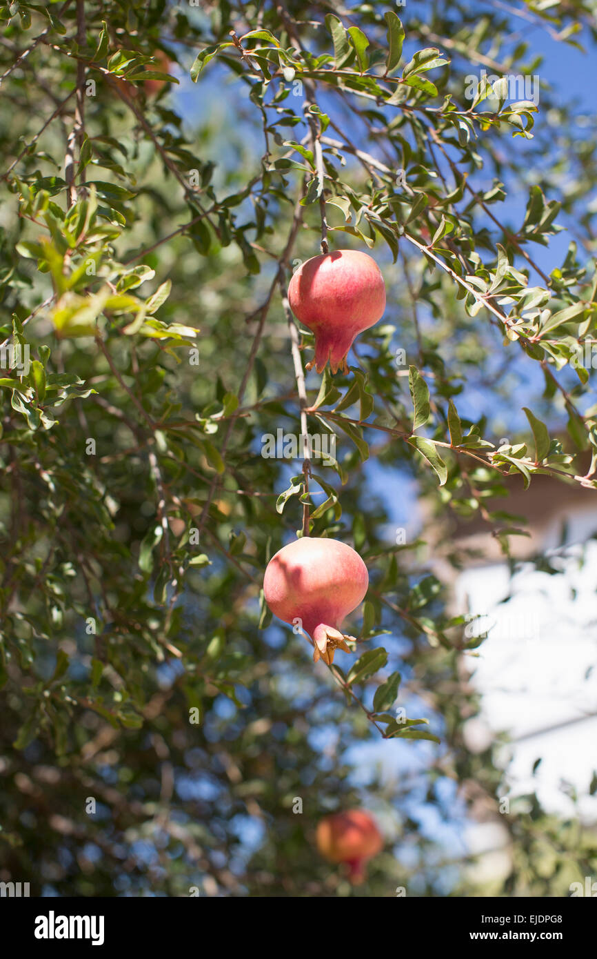 Granatäpfel hängen an einem Baum. Stockfoto
