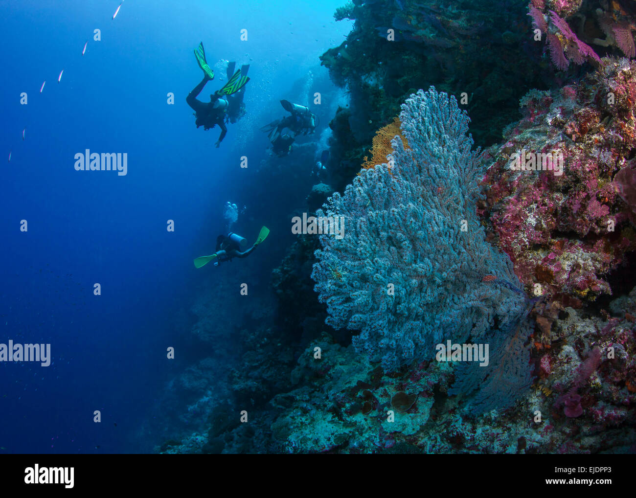 Ein Team von Tauchern treiben vorbei an großen blauen Gorgonien Gorgonien auf Scherung Wand Riff. Spratly-Inseln, South China Sea. Juli 2014 Stockfoto