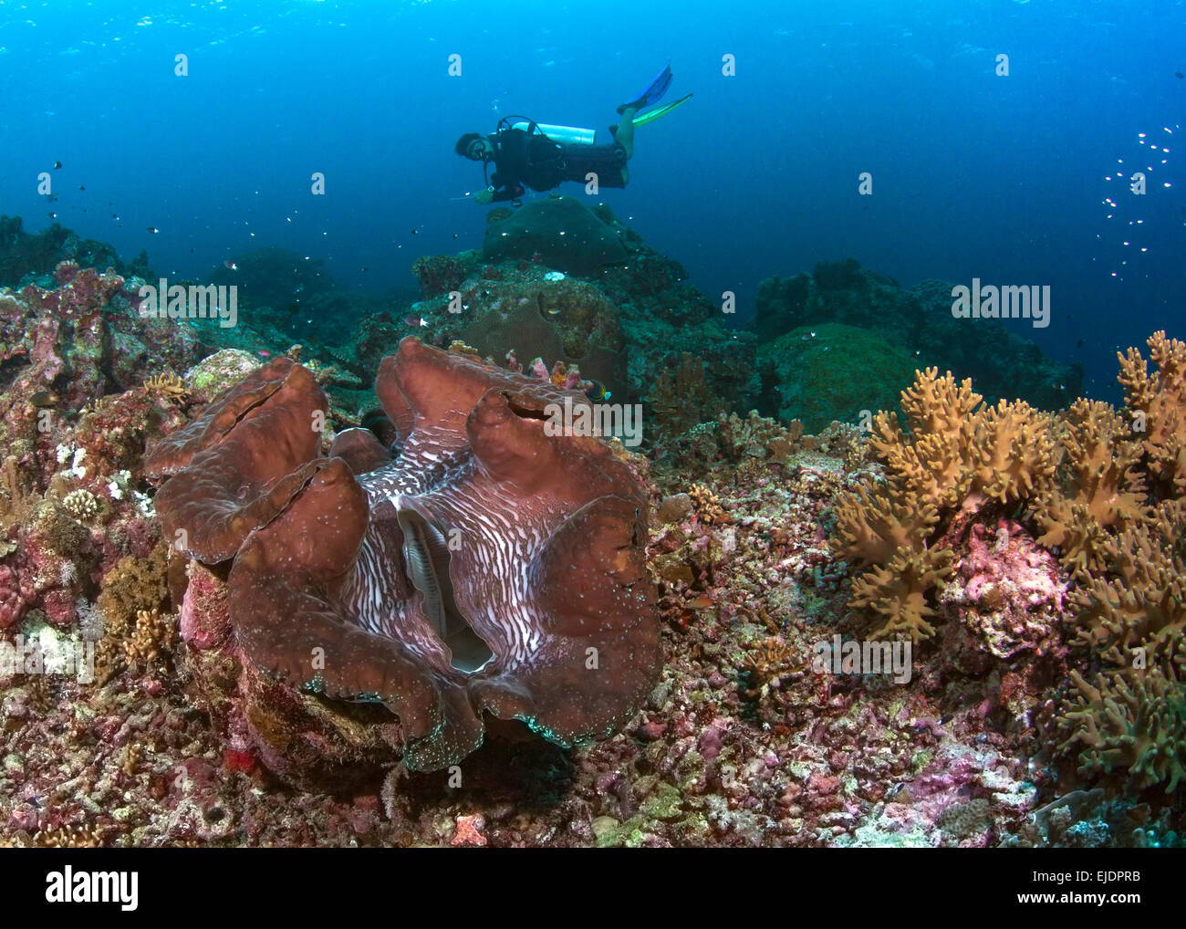 Scuba Diver schwebt über roten Riesen Muschel. Spratly-Inseln, South China Sea. Juli 2014. Stockfoto