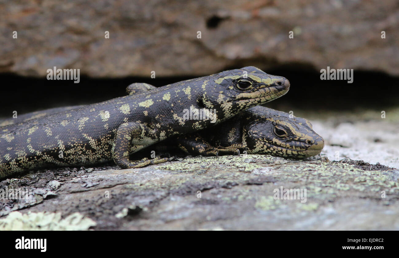 Otago Skink bedrohte Arten im Orokonui Ecosanctuary Park New Zealand, Stockfoto