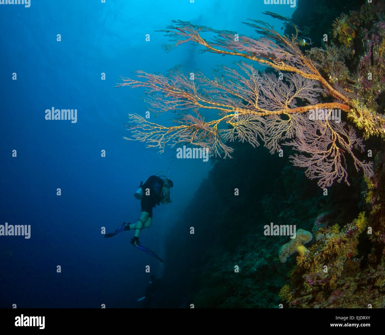 Rosa Gorgonien wachsen an steilen Wand mit Taucher im Blauwasser Hintergrund. Spratly-Inseln, Südchinesisches Meer Stockfoto