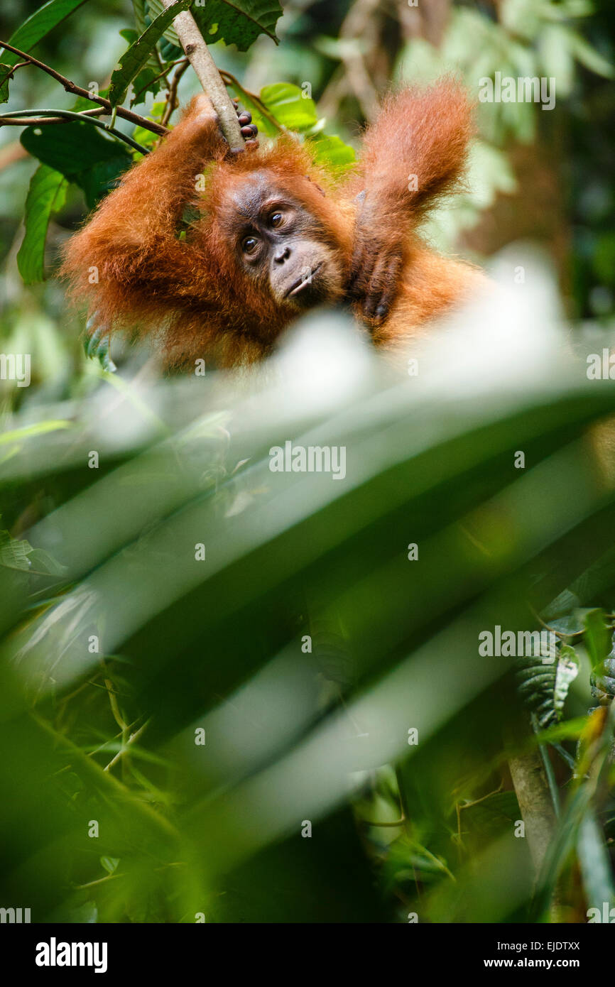 Ein Kind Sumatra Orang-Utan (Pongo Abelii) beruht auf einem Ast im Gunung Leuser National Park in Nord-Sumatra. Stockfoto