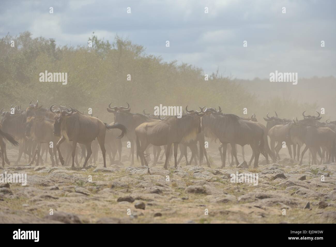 Gnus - gestromt Gnu - gemeinsame Gnus (Connochaetes Taurinus) Herde zu Fuß in den Staub während ihrer migration Stockfoto